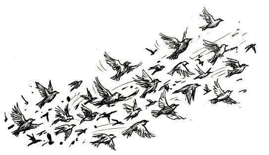 birds