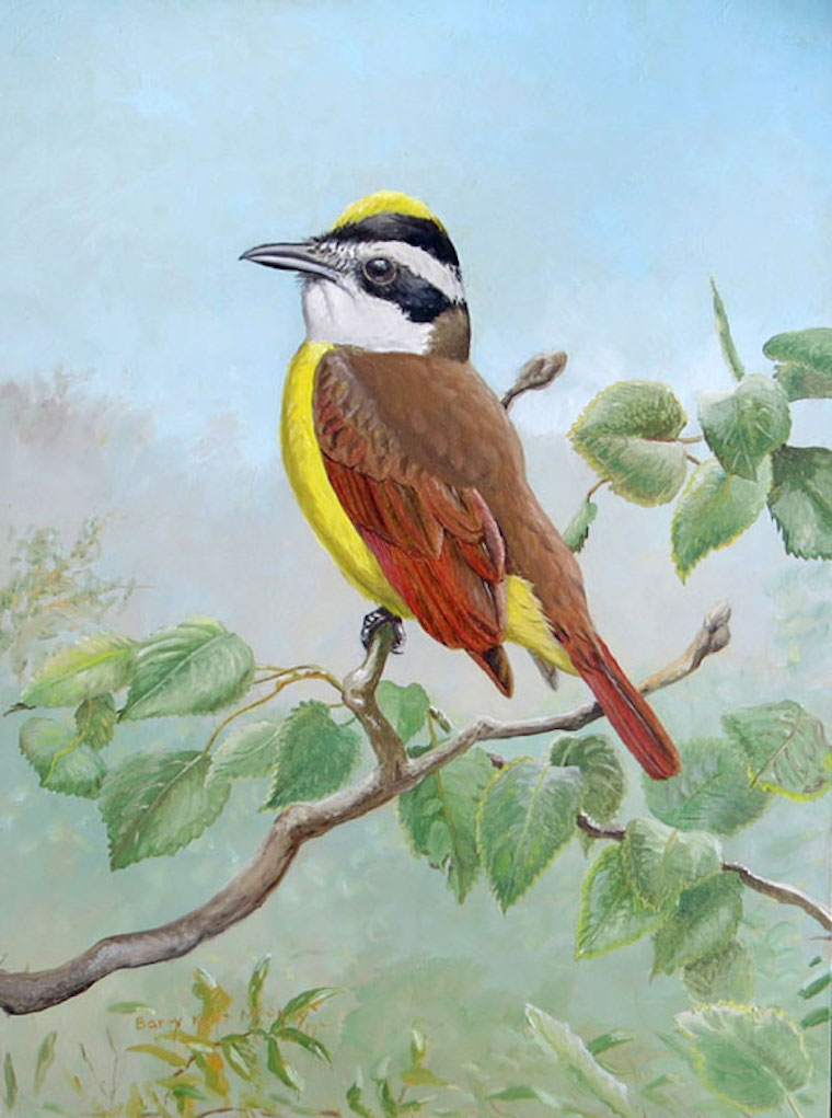 kiskadee